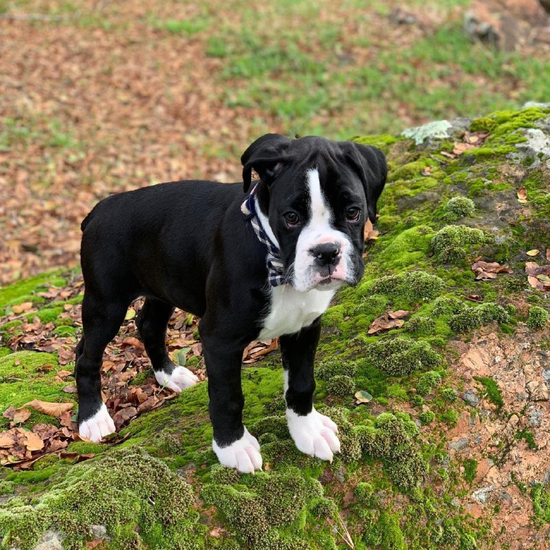 Boxer Puppy Bella 1