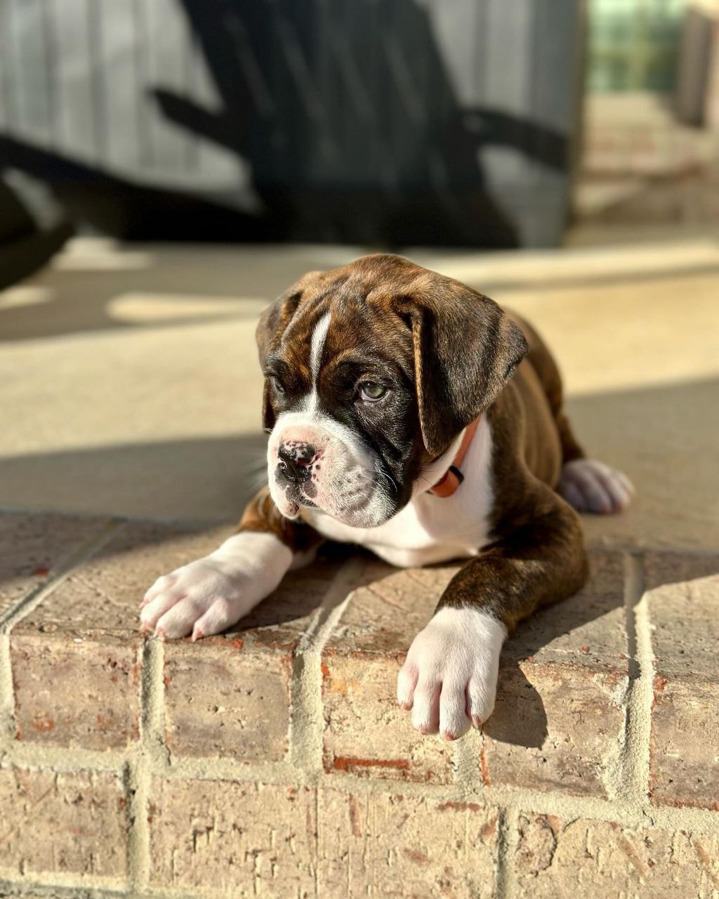 Boxer Puppy Chipper 1