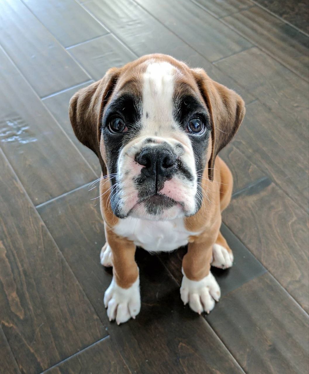 Boxer Puppy Dani 1